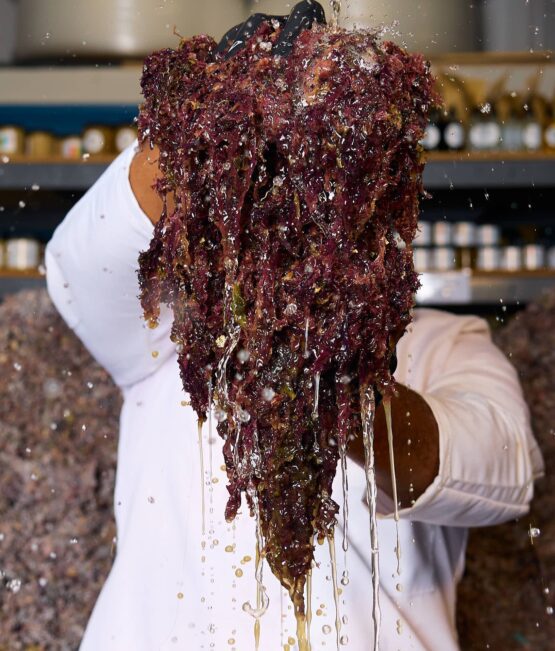 The REAL Purple Chondrus Crispus (Pre-soaked/Cleaned)